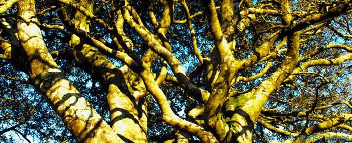 Post image for An Exmoor stroll celebrating trees