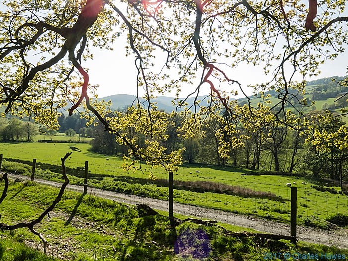 A circular walk of around 7 miles based in Llanarmon Dyffryn Ceiriog